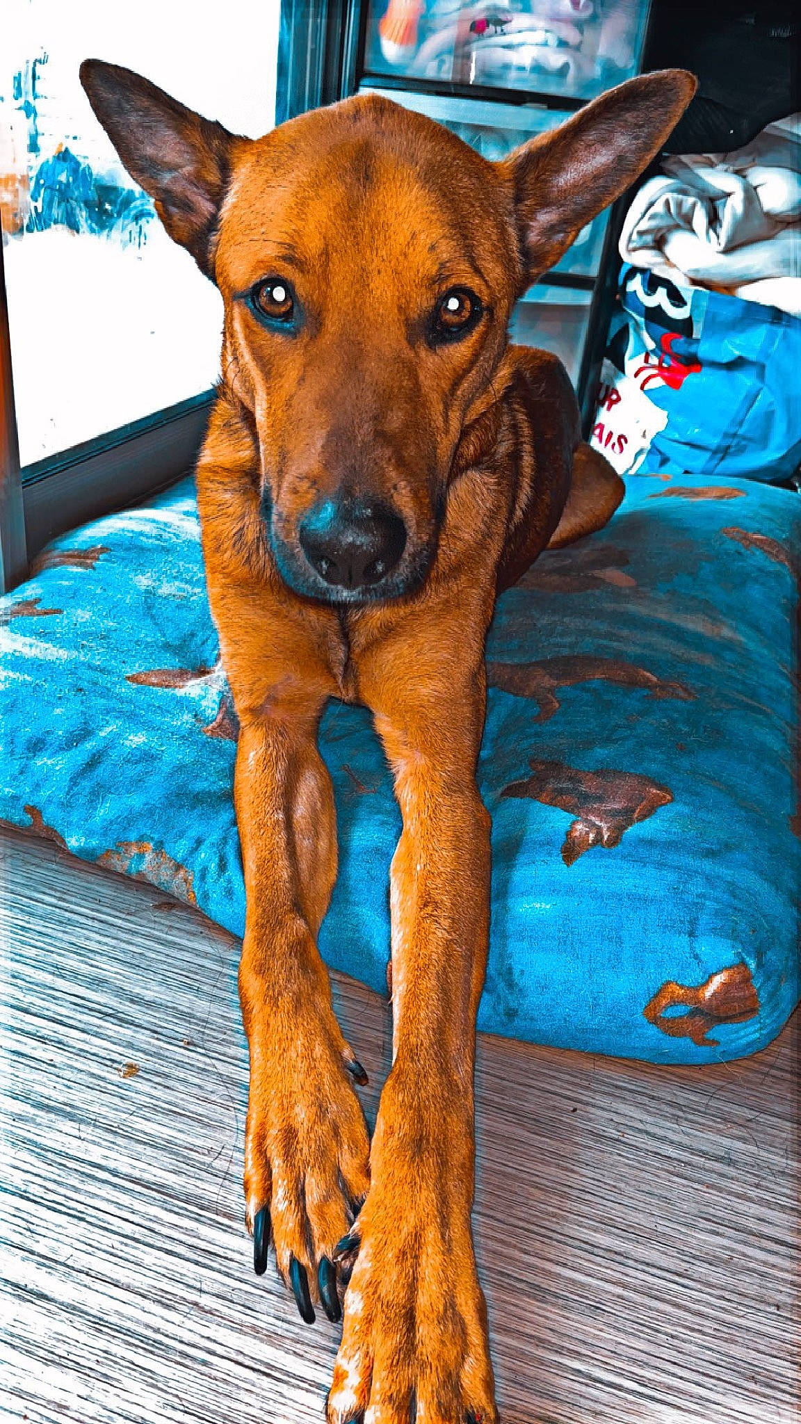 Tawa participe au concours pour gagner de l'argent avec cette photo : ancient_dog_breeds, canidae, carnivore, companion_dog, dog, dog_breed, dog_supply, ear, fawn, fur, hunting_dog, liver, sporting_group, terrestrial_animal, whiskers, working_animal, working_dog