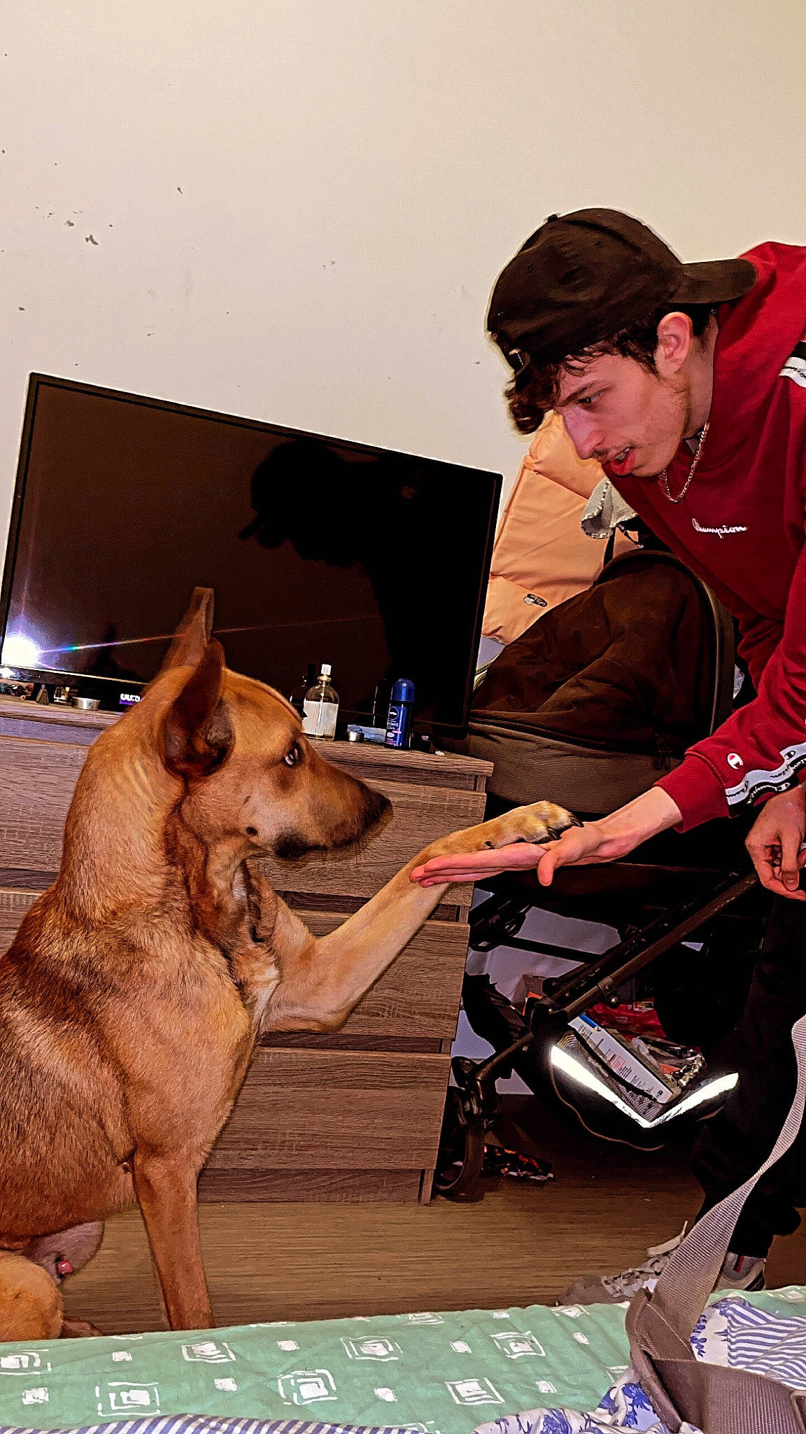 Tawa participe au concours pour gagner de l'argent avec cette photo : baseball_cap, belt, canidae, cap, carnivore, companion_dog, dog, dog_breed, fawn, german_shepherd_dog, glove, guard_dog, hat, herding_dog, laptop, law_enforcement, luggage_and_bags, sitting, sporting_group, working_dog