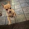 animal, brown, chihuahua, companion, curious, cute, dog, domestic, ears_up, furry, indoor, leather, looking, paw, pet, short_hair, small_dog, standing, tan_dog, tile_floor