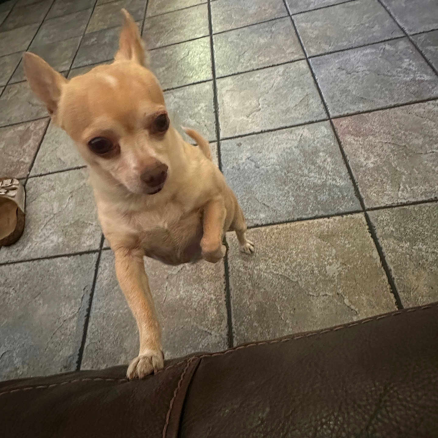 Yakie is registered to the contest to win money with this photo: animal, brown, chihuahua, companion, curious, cute, dog, domestic, ears_up, furry, indoor, leather, looking, paw, pet, short_hair, small_dog, standing, tan_dog, tile_floor