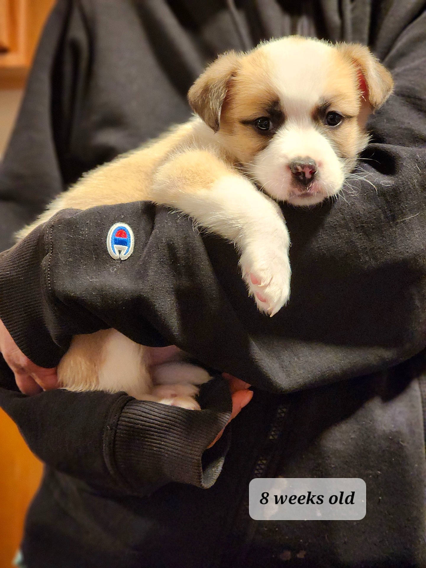 Royalty is registered to the contest to win money with this photo: accessories, animal, baby, beagle, blanket, boxer, bulldog, canine, cat, clothing, coat, dog, hound, husky, labradorretriever, person, pet, puppy, snout, strap