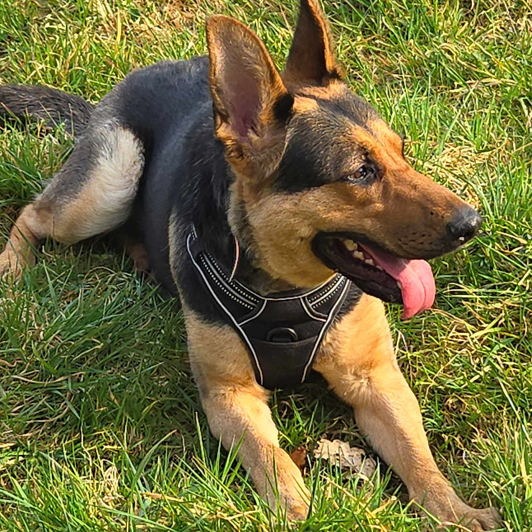 Taïra a rejoint le concours — aidez-le/la à gagner de superbes lots ! animal, black_harness, brown, canine, daylight, dog, ears, fur, grass, happy, leisure, lying_down, muzzle, nature, outdoor, pet, playful, sunlight, tan, tongue_out