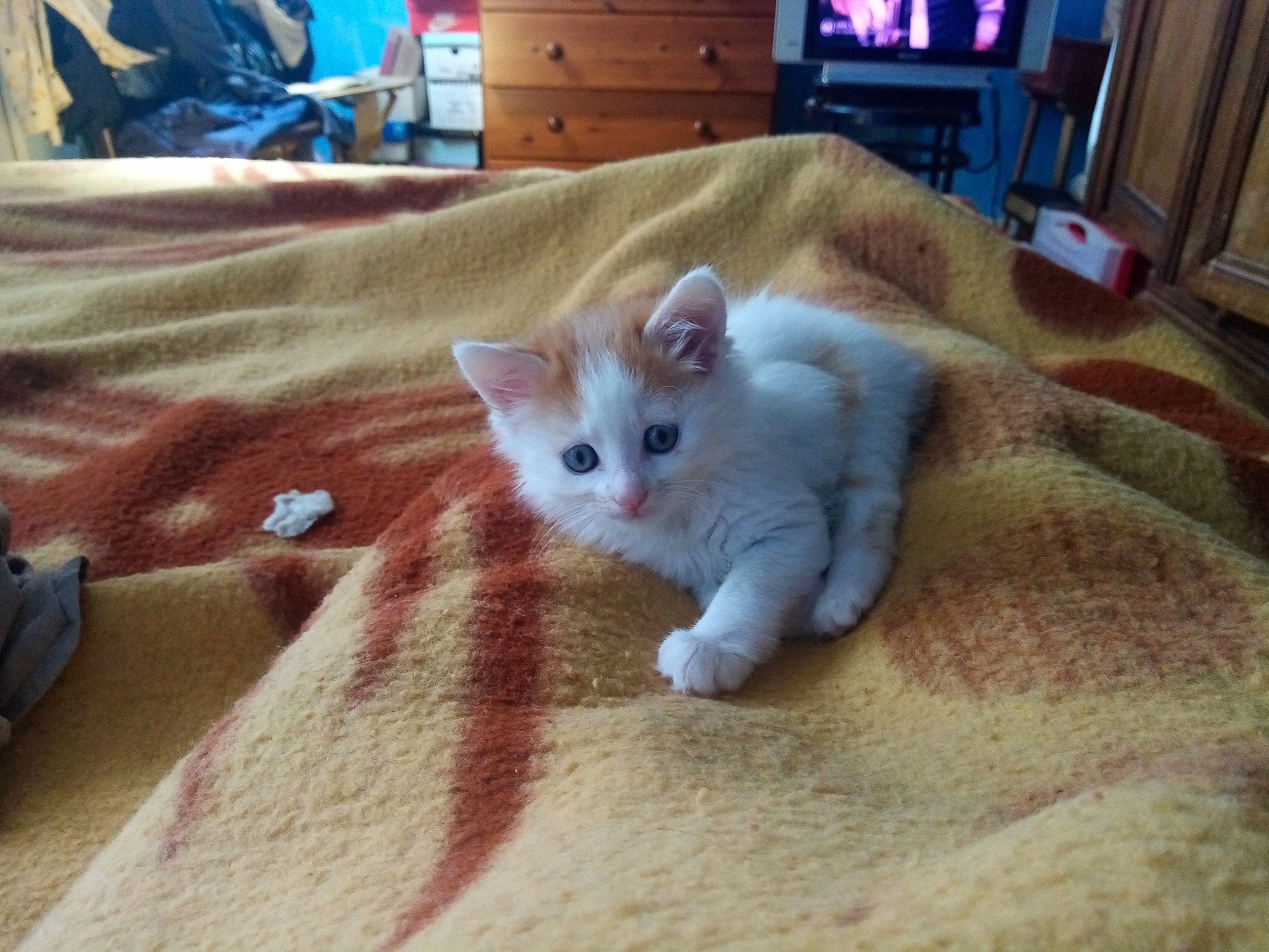 Mila a rejoint le concours — aidez-le/la à gagner de superbes lots ! cabinetry, carnivore, cat, chest_of_drawers, comfort, couch, curtain, domestic_short_haired_cat, fawn, felidae, flooring, fur, hardwood, paw, picture_frame, small_to_medium_sized_cats, snout, tail, whiskers, wood