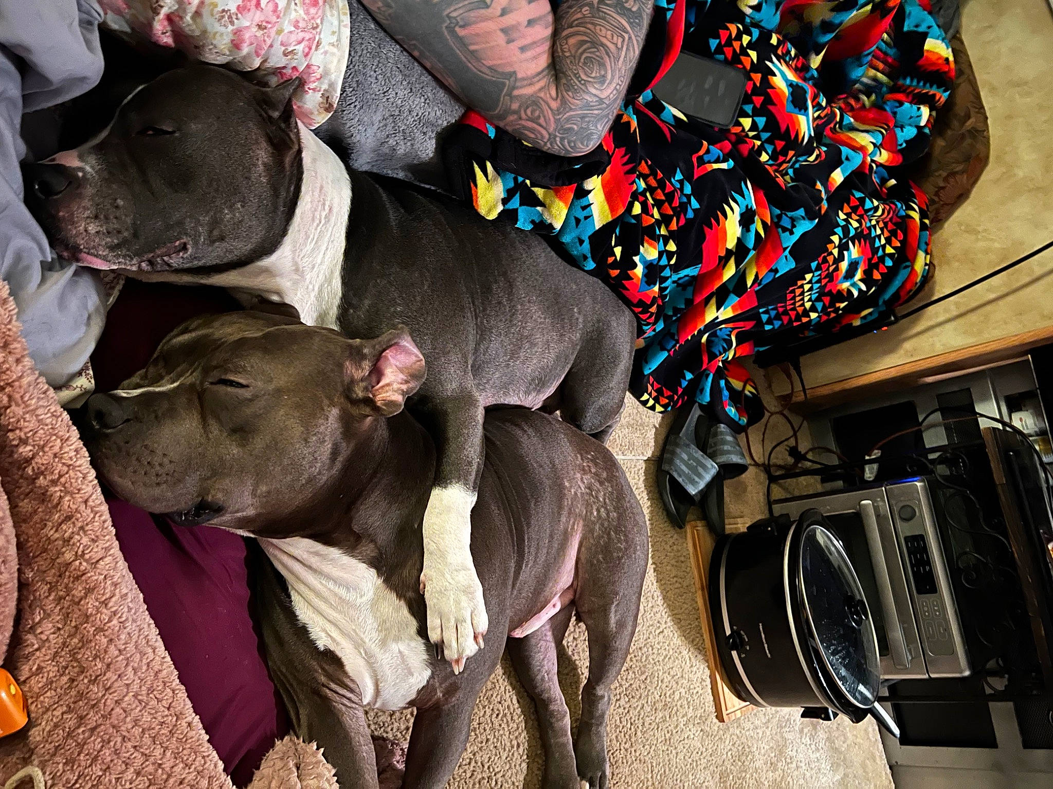 Harley is registered to the contest to win money with this photo: auto_part, canidae, carnivore, comfort, dog, dog_breed, fashion_accessory, fawn, fur, guard_dog, human_leg, motor_vehicle, plant, sporting_group, tree, working_animal