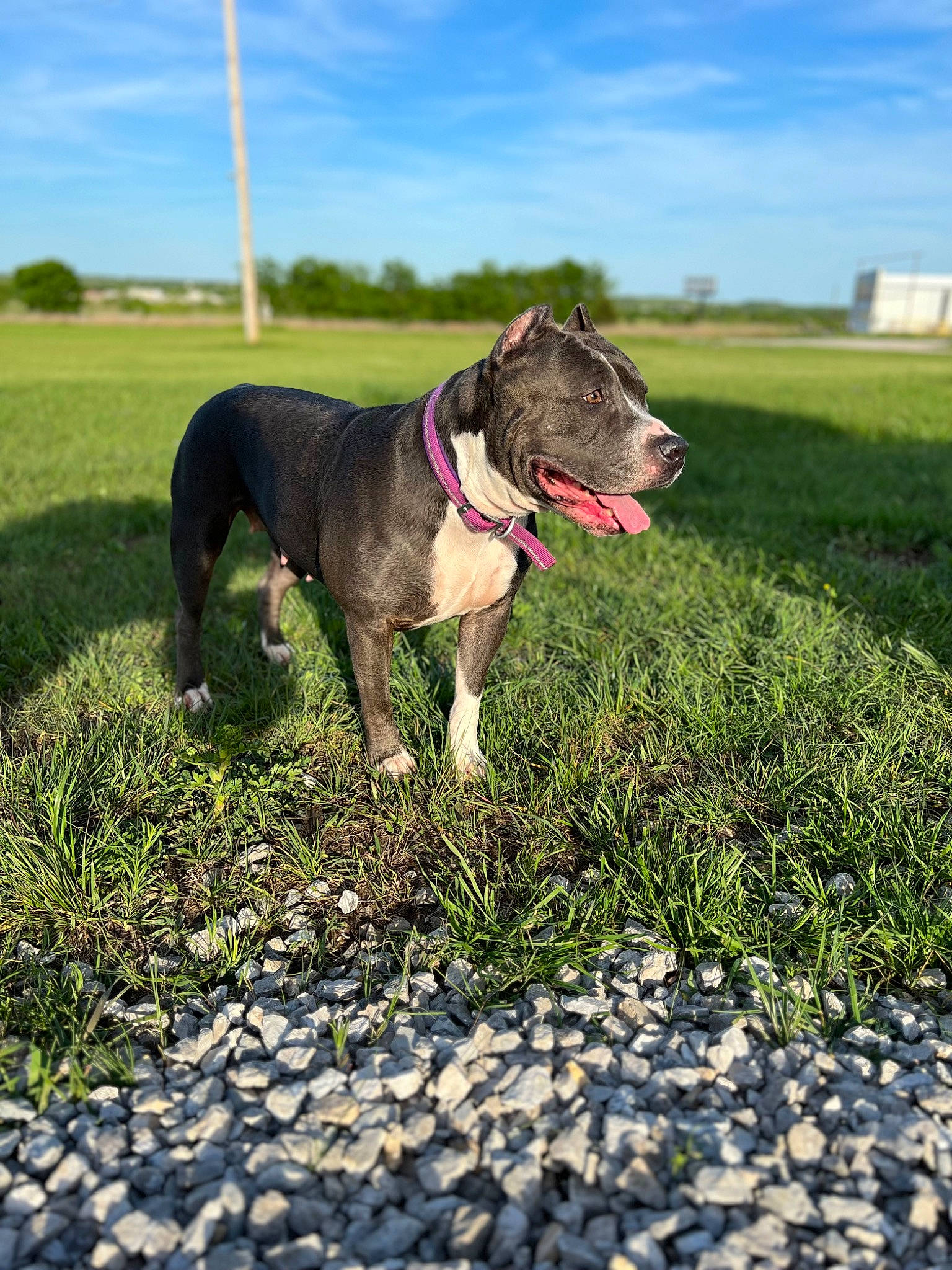 Harley is registered to the contest to win money with this photo: canidae, carnivore, cloud, collar, companion_dog, dog, dog_breed, dog_collar, dog_supply, fashion_accessory, fawn, grass, grassland, leash, pet_supply, plant, sky, snout, sporting_group, working_animal