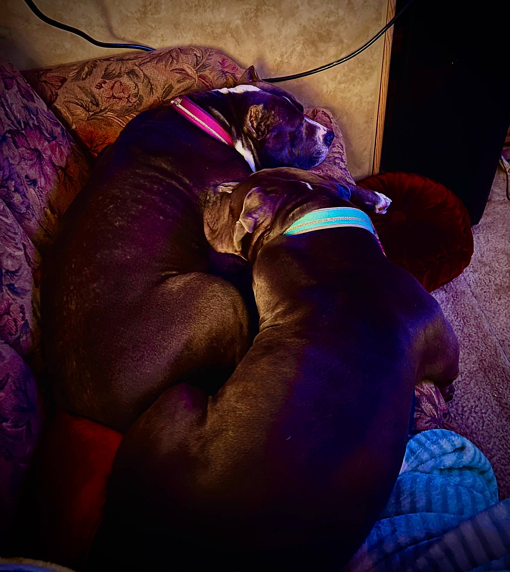 Harley joined the competition — help win amazing prizes! comfort, couch, dog, dog_breed, electric_blue, fashion_accessory, flesh, human_leg, linens, magenta, nap, purple, room, sleep, sporting_group, still_life_photography, thigh, tints_and_shades, vegetable, violet