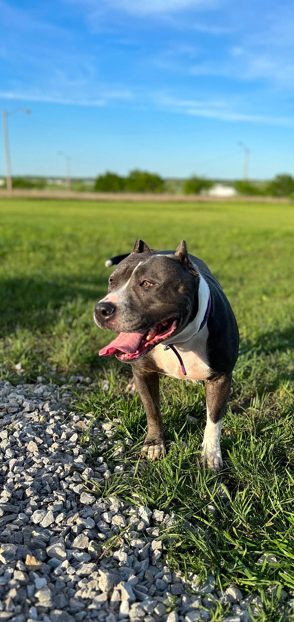 Harley is registered to the contest to win money with this photo: ball, canidae, carnivore, collar, companion_dog, dog, dog_breed, dog_collar, dog_supply, fashion_accessory, fawn, grass, grassland, plant, sky, snout, sporting_group, sports_toy, tree, working_animal