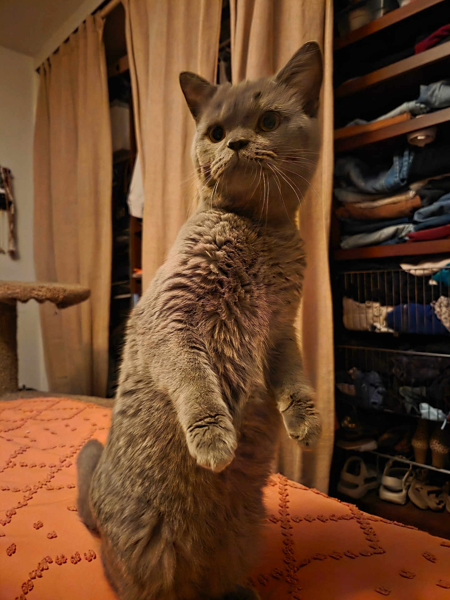 Bohdi joined the competition — help win amazing prizes! animal, bedspread, cat, clothing, cozy, curious, curtains, ears, fur, furniture, gray_cat, household, indoor, orange, pet, room, shelf, shoes, standing, whiskers