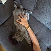 Bohdi is registered to the contest to win money with this photo: animal, bracelet, cat, comfort, couch, cozy, domestic_cat, feline, fur, gray_cat, hand, indoor, paw, pet, relaxed, resting, rings, sleeping, sofa, stretch