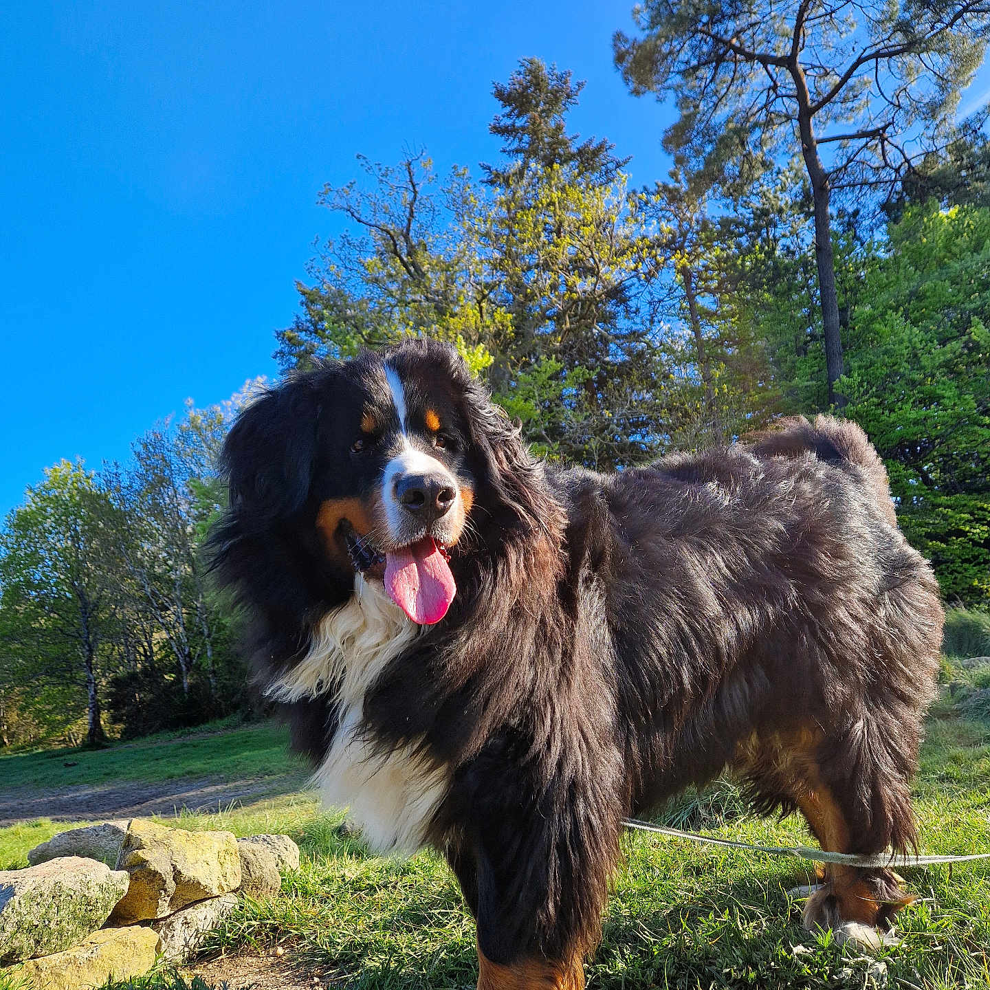 Mk a rejoint le concours — aidez-le/la à gagner de superbes lots ! animal, bodypart, canine, cockerspaniel, collie, dog, field, grass, grassland, hound, mouth, nature, outdoors, person, pet, plant, puppy, terrier, tongue, tree