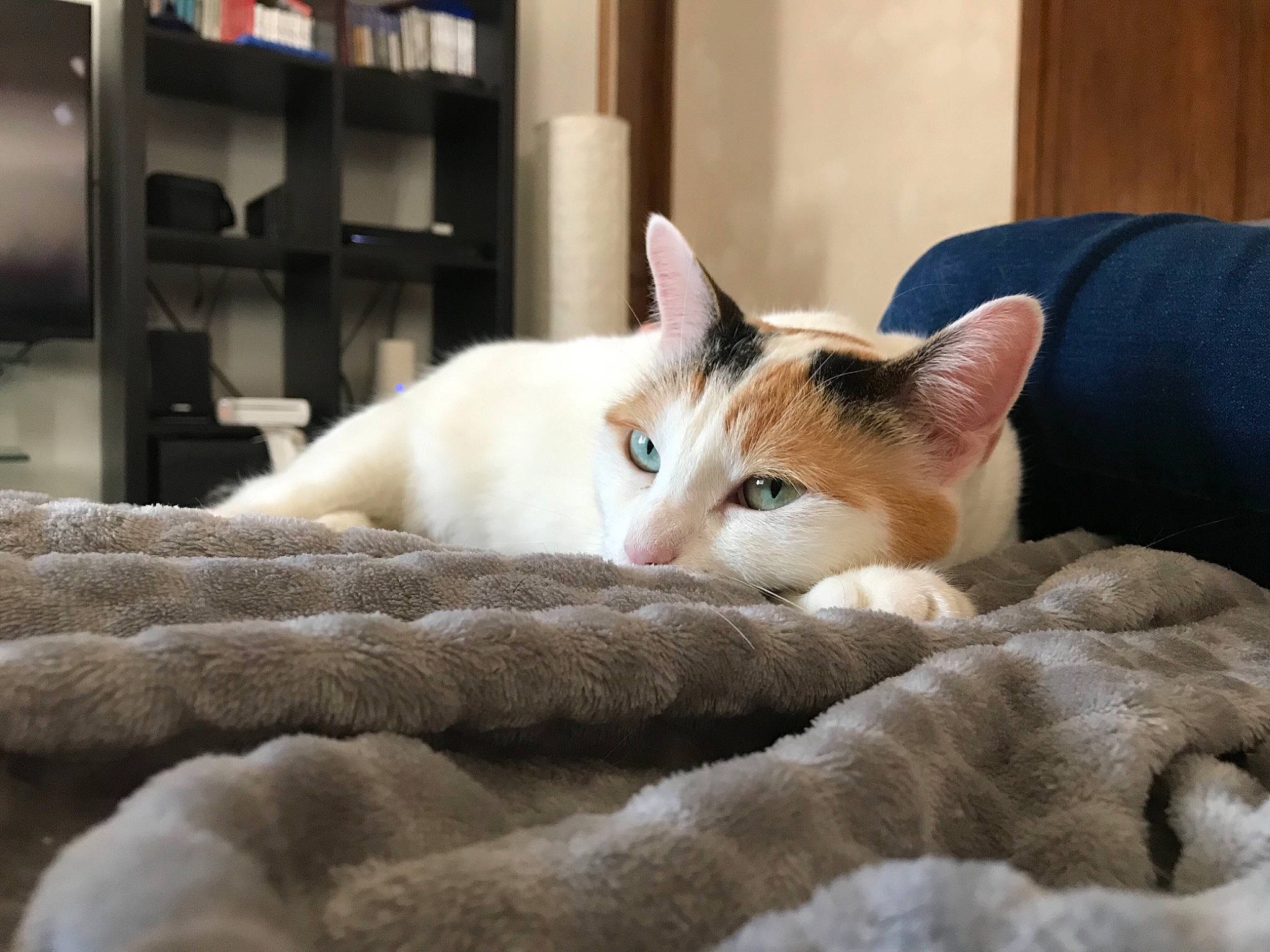 Chanel participe au concours pour gagner de l'argent avec cette photo : aegean_cat, asian, burmese, burmilla, carnivore, cat, colorpoint_shorthair, domestic_short_haired_cat, fawn, felidae, fur, kitten, mammal, nap, ojos_azules, small_to_medium_sized_cats, thai, turkish_van, whiskers