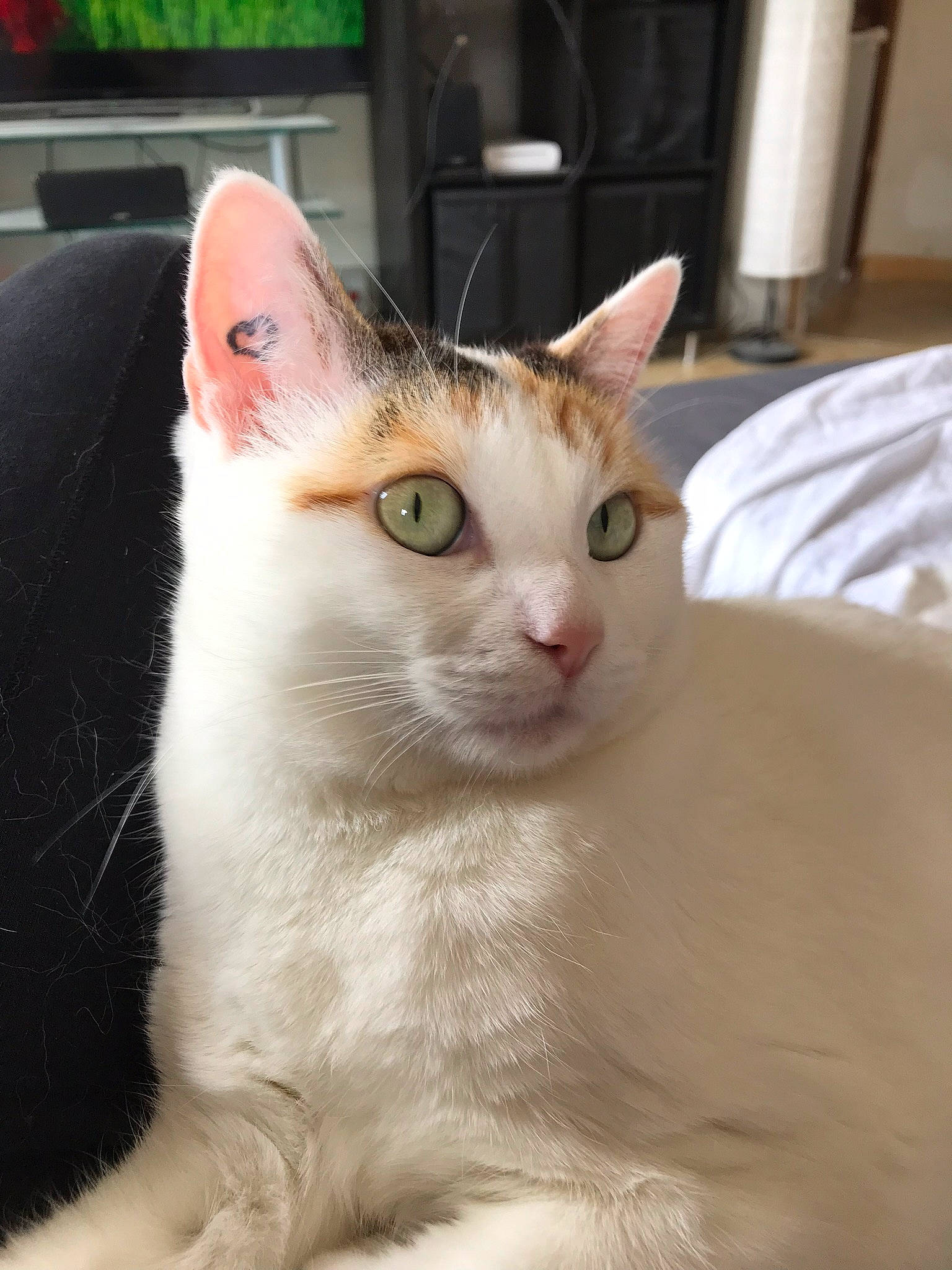 Chanel participe au concours pour gagner de l'argent avec cette photo : aegean_cat, american_wirehair, arabian_mau, asian, burmilla, carnivore, cat, domestic_short_haired_cat, eye, felidae, german_rex, javanese, khao_manee, mammal, small_to_medium_sized_cats, snout, turkish_angora, turkish_van, vertebrate, whiskers