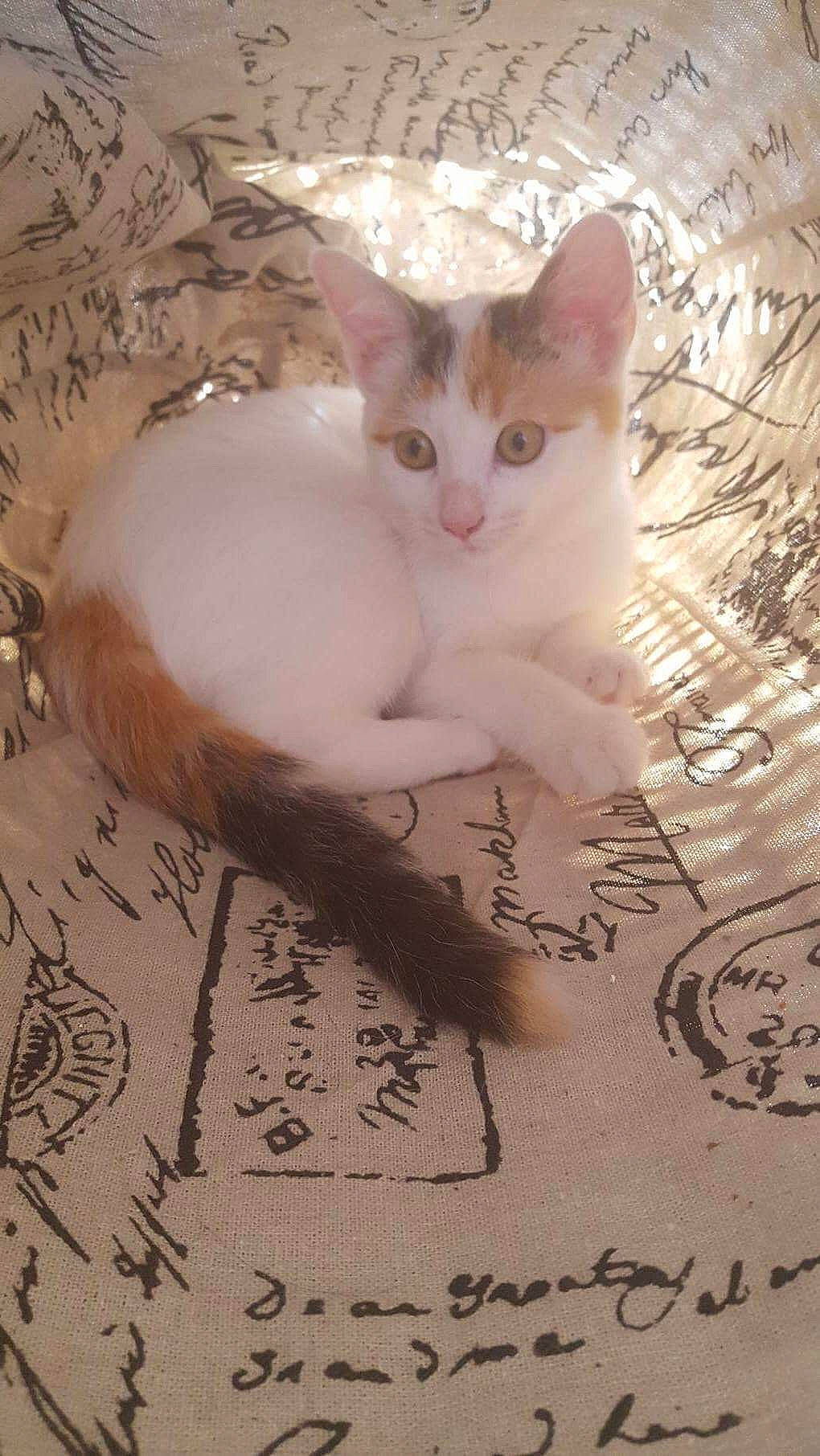 Chanel participe au concours pour gagner de l'argent avec cette photo : aegean_cat, arabian_mau, asian, carnivore, cat, colorpoint_shorthair, cornish_rex, domestic_short_haired_cat, fawn, felidae, german_rex, kitten, mammal, ojos_azules, photo_caption, singapura, small_to_medium_sized_cats, snout, whiskers