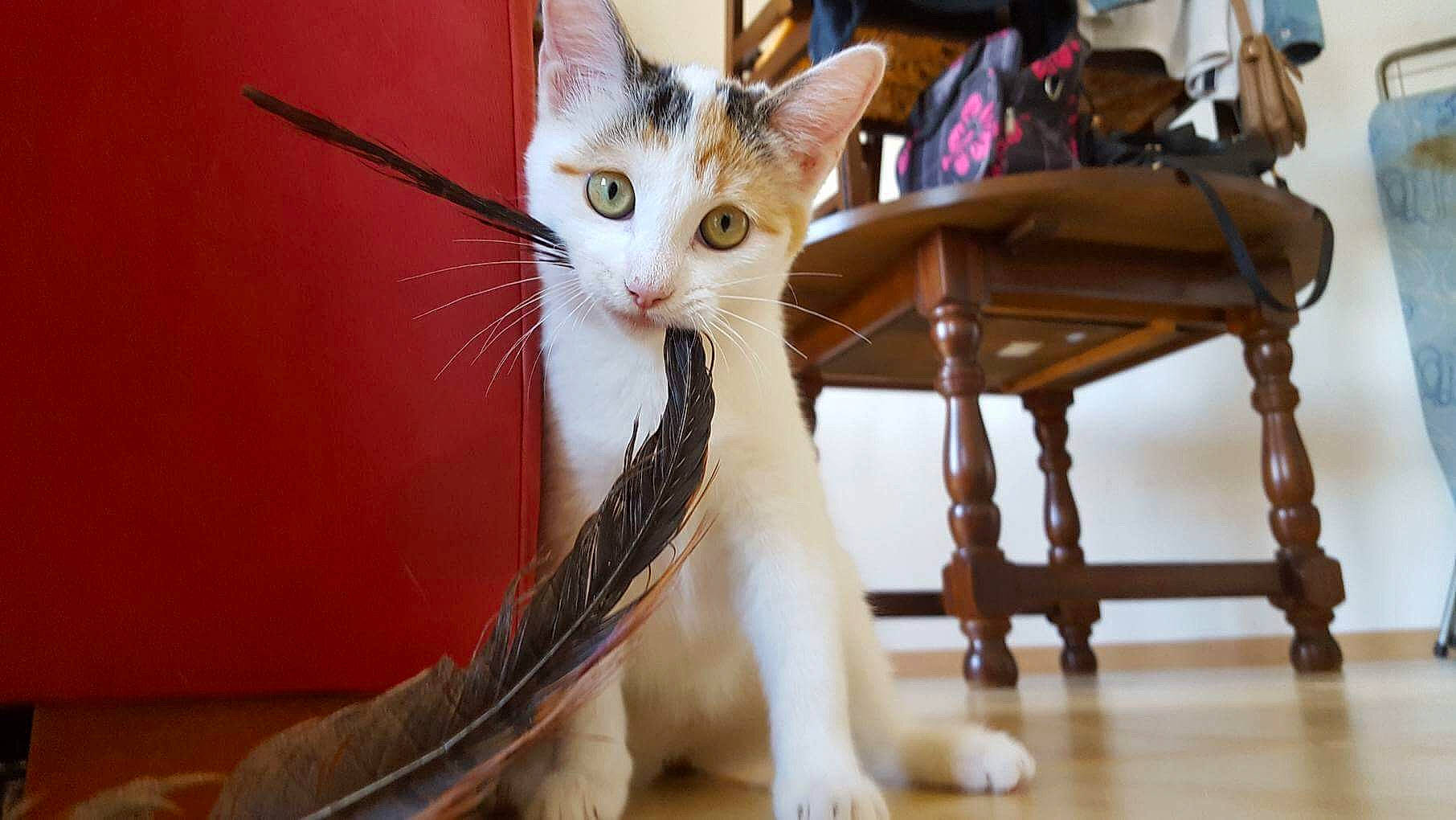Chanel a rejoint le concours — aidez-le/la à gagner de superbes lots ! aegean_cat, american_wirehair, arabian_mau, asian, carnivore, cat, domestic_short_haired_cat, european_shorthair, fawn, felidae, kitten, mammal, ojos_azules, oriental_longhair, polydactyl_cat, singapura, small_to_medium_sized_cats, tail, turkish_angora, whiskers