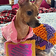 Princess Munchie joined the competition — help win amazing prizes! dog, small_dog, pet, bed, blanket, plush_toy, pink_clothing, indoor, cute, animal, furniture, soft_toy, colorful, cozy, patterned, fabric, ears, portrait, closeup, domestic_animal