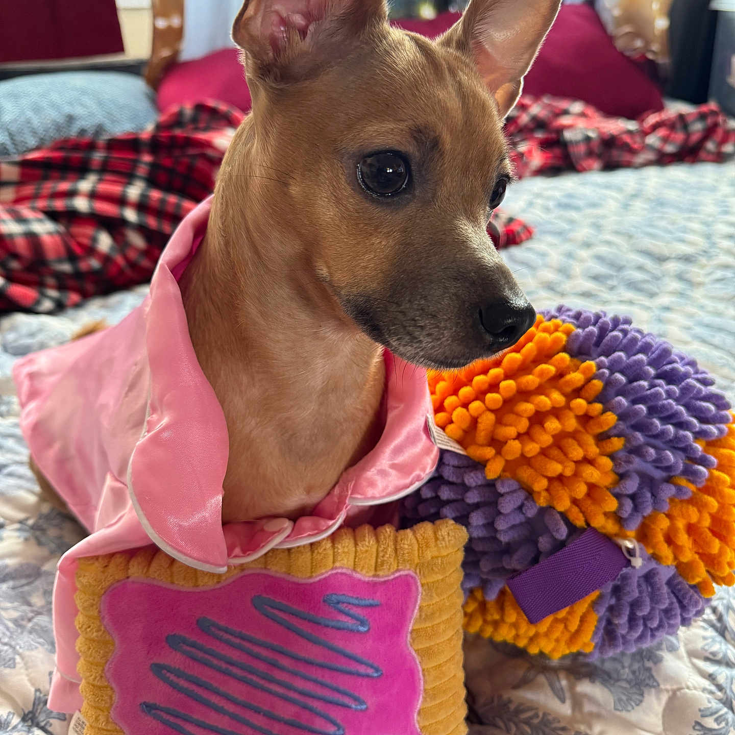 Princess Munchie joined the competition — help win amazing prizes! dog, small_dog, pet, bed, blanket, plush_toy, pink_clothing, indoor, cute, animal, furniture, soft_toy, colorful, cozy, patterned, fabric, ears, portrait, closeup, domestic_animal