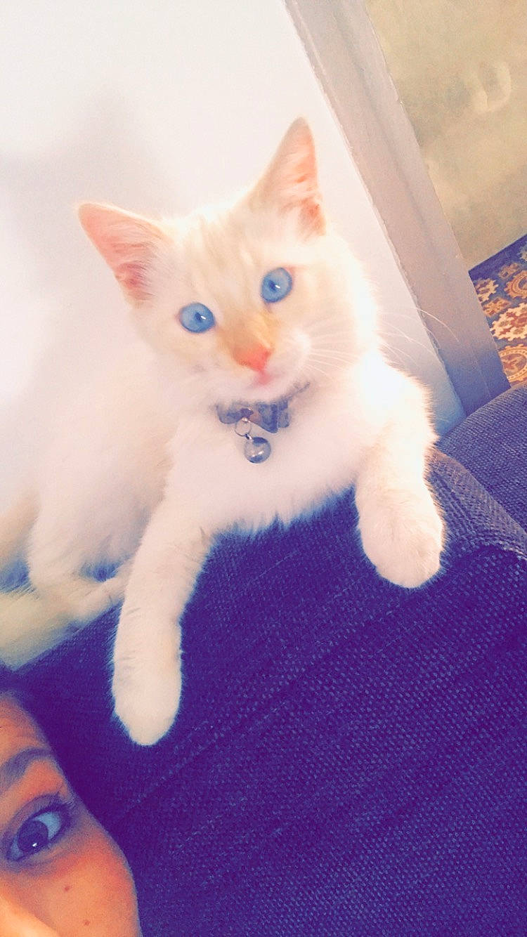 Whity participe au concours pour gagner de l'argent avec cette photo : aegean_cat, carnivore, cat, colorpoint_shorthair, domestic_short_haired_cat, eye, felidae, khao_manee, kitten, mammal, nose, ojos_azules, polydactyl_cat, ragdoll, skin, small_to_medium_sized_cats, tail, turkish_angora, turkish_van, whiskers