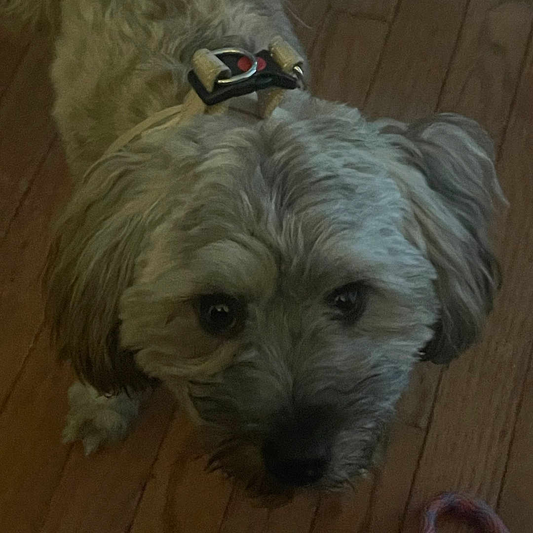 Mr. Bentley joined the competition — help win amazing prizes! dog, pet, indoor, wooden_floor, toy, rope_toy, curious, fluffy, brown, small_dog, looking_up, collar, fur, companion, animal, playful, domestic, cute, friendly, canine