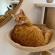 Colo Fernandez participe au concours pour gagner de l'argent avec cette photo : cat, orange_tabby, cat_tree, mirror, reflection, feline, pet, indoor, cozy, curled_up, fur, whiskers, ears, relaxed, home, animal, soft, resting, cute, domestic