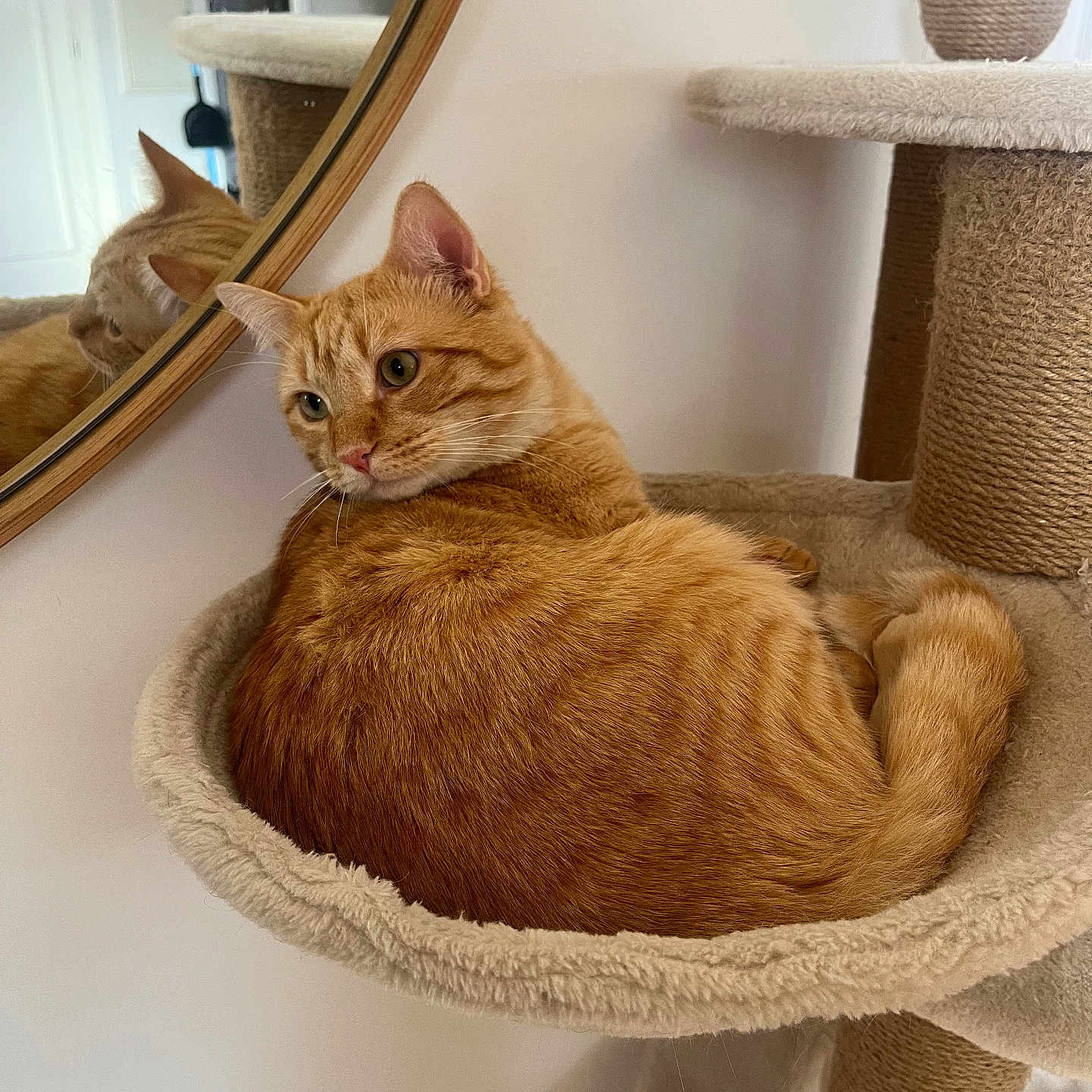 Colo Fernandez participe au concours pour gagner de l'argent avec cette photo : animal, cat, cat_tree, cozy, curled_up, cute, domestic, ears, feline, fur, home, indoor, mirror, orange_tabby, pet, reflection, relaxed, resting, soft, whiskers
