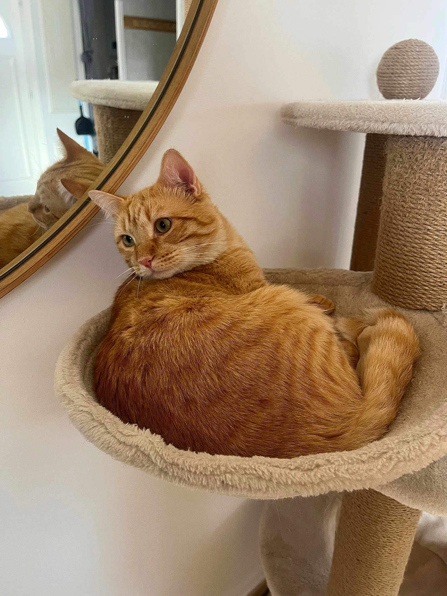 Colo Fernandez participe au concours pour gagner de l'argent avec cette photo : cat, orange_tabby, cat_tree, mirror, reflection, feline, pet, indoor, cozy, curled_up, fur, whiskers, ears, relaxed, home, animal, soft, resting, cute, domestic