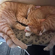 Colo Fernandez participe au concours pour gagner de l'argent avec cette photo : animal, bed, cat, cozy, cuddle, cushion, feline, friendship, fur, ginger_cat, indoor, nap, pattern, paw, pets, relaxation, resting, sleeping, tabby, whiskers