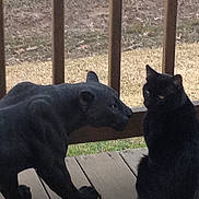 Shadow joined the competition — help win amazing prizes! black_cat, cat, statue, black_panther_statue, porch, wooden_floor, wooden_railing, animal_figure, outdoor, grass, yard, feline, pet, sitting, side_view, nature, daytime, quiet, still_life, curious