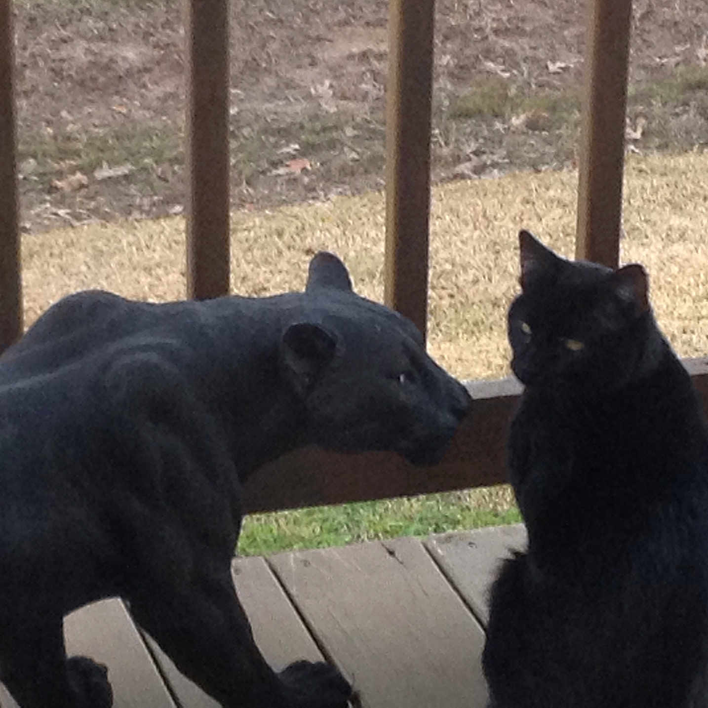 Shadow joined the competition — help win amazing prizes! animal_figure, black_cat, black_panther_statue, cat, curious, daytime, feline, grass, nature, outdoor, pet, porch, quiet, side_view, sitting, statue, still_life, wooden_floor, wooden_railing, yard