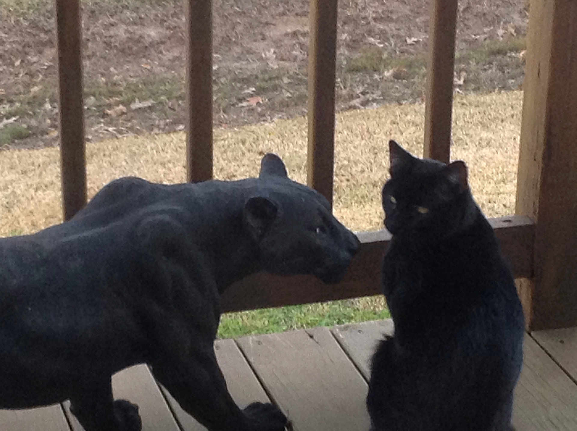 Shadow joined the competition — help win amazing prizes! black_cat, cat, statue, black_panther_statue, porch, wooden_floor, wooden_railing, animal_figure, outdoor, grass, yard, feline, pet, sitting, side_view, nature, daytime, quiet, still_life, curious