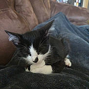 Shadow is registered to the contest to win money with this photo: cat, kitten, black_and_white, tuxedo_cat, sleeping, resting, curled_up, pet, animal, whiskers, ears, paws, fur, blanket, couch, indoors, cozy, relaxed, portrait, home