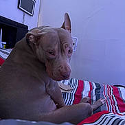 Nova Wilson joined the competition — help win amazing prizes! dog, pitbull, bed, blanket, striped_bedspread, bedroom, wall, electrical_outlet, framed_picture, furniture, ear, paw, looking_back, indoor, pet, resting, close_up, portrait, curious, striped_pattern