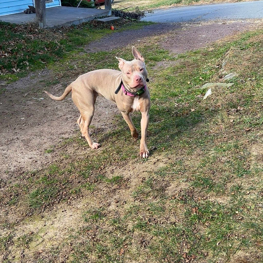 Nova Wilson joined the competition — help win amazing prizes! attentive, canine, collar, daylight, dirt, dog, driveway, ears_up, grass, house, muscular, outdoor, pet, porch, red_car, rural, short_coat, standing, trees, yard
