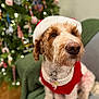 Dopey joined the competition — help win amazing prizes! dog, santa_hat, christmas_tree, holiday, festive, red_sweater, chair, indoor, pet, decorations, ornaments, lights, blurred_background, fur, cute, portrait, cozy, seasonal, happy, animal