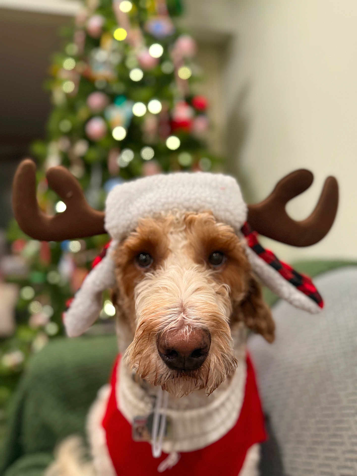 Dopey joined the competition — help win amazing prizes! dog, pet, christmas, hat, antlers, sweater, holiday, festive, blurred_background, christmas_tree, indoor, cozy, cute, portrait, canine, decorations, seasonal, warm, furry, closeup