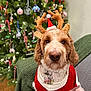 dog, christmas_tree, holiday, reindeer_antlers, sweater, pet, festive, decorations, indoors, fur, cute, christmas, animal, holiday_season, christmas_lights, ornaments, seated, cozy, home, canine