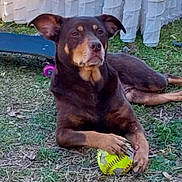 Dixy is registered to the contest to win money with this photo: dog, animal, pet, grass, softball, toy, outdoor, skateboard, brown_dog, laying_down, paw, playful, fence, yard, canine, nature, daylight, relaxed, guarding, cute