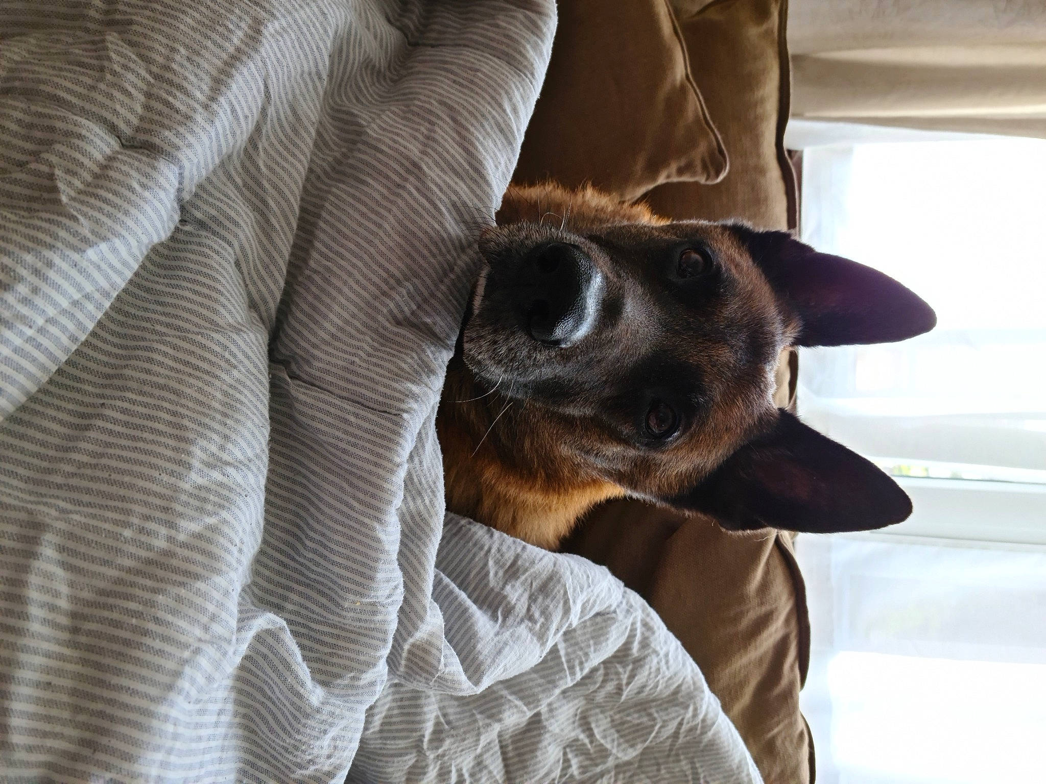 Stark participe au concours pour gagner de l'argent avec cette photo : canidae, carnivore, comfort, companion_dog, couch, dog, dog_breed, fawn, foot, fur, gesture, grey, human_leg, nap, paw, sporting_group, terrestrial_animal, whiskers, window, working_animal