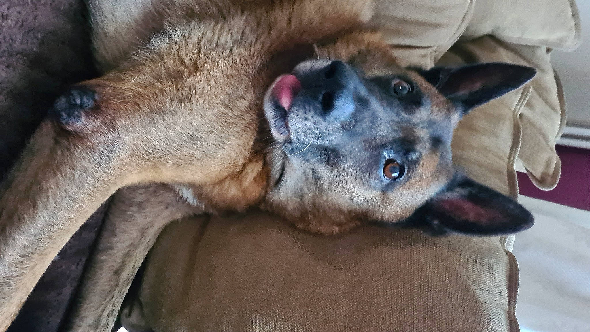 Stark participe au concours pour gagner de l'argent avec cette photo : canidae, canis, carnivore, companion_dog, dog, dog_breed, east_european_shepherd, fawn, fur, german_shepherd_dog, jaw, old_german_shepherd_dog, paw, snout, sporting_group, terrestrial_animal, whiskers, wildlife, working_animal, working_dog