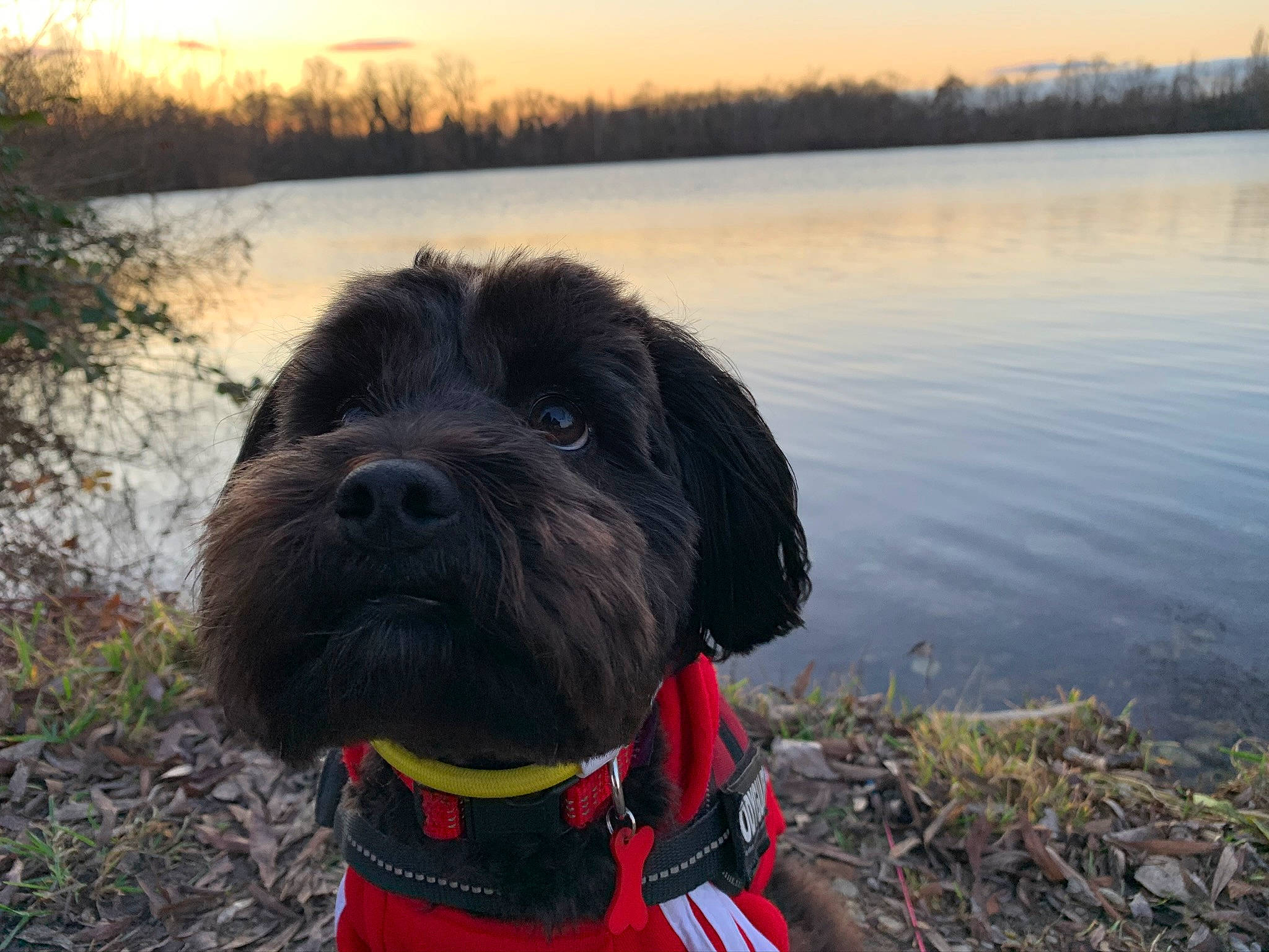 Layko participe au concours pour gagner de l'argent avec cette photo : canidae, carnivore, dog, dog_breed, dog_walking, hunting_dog, labradoodle, lifejacket, mammal, miniature_schnauzer, portuguese_water_dog, pudelpointer, schnauzer, schnoodle, sporting_group, wirehaired_pointing_griffon, working_dog