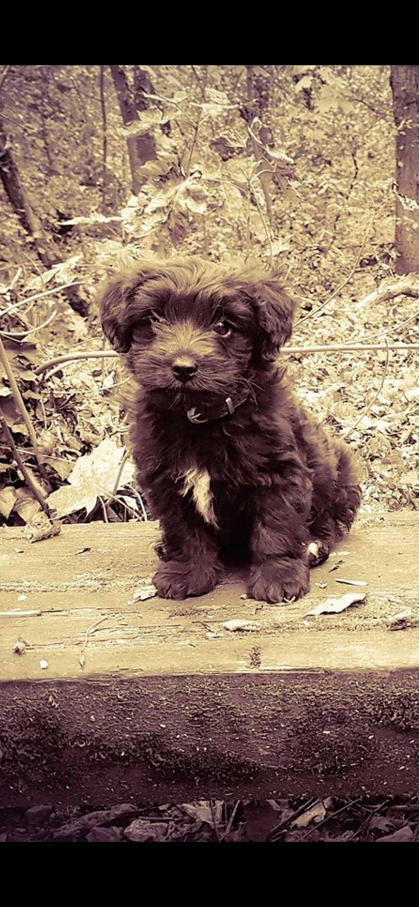 Layko a rejoint le concours — aidez-le/la à gagner de superbes lots ! bolonka, canidae, cao_da_serra_de_aires, carnivore, cockapoo, dog, dog_breed, havanese, mammal, morkie, poodle_crossbreed, puppy, rare_breed_dog, schnoodle, shih_poo, sporting_lucas_terrier, terrier, tibetan_terrier, vertebrate, yorkipoo