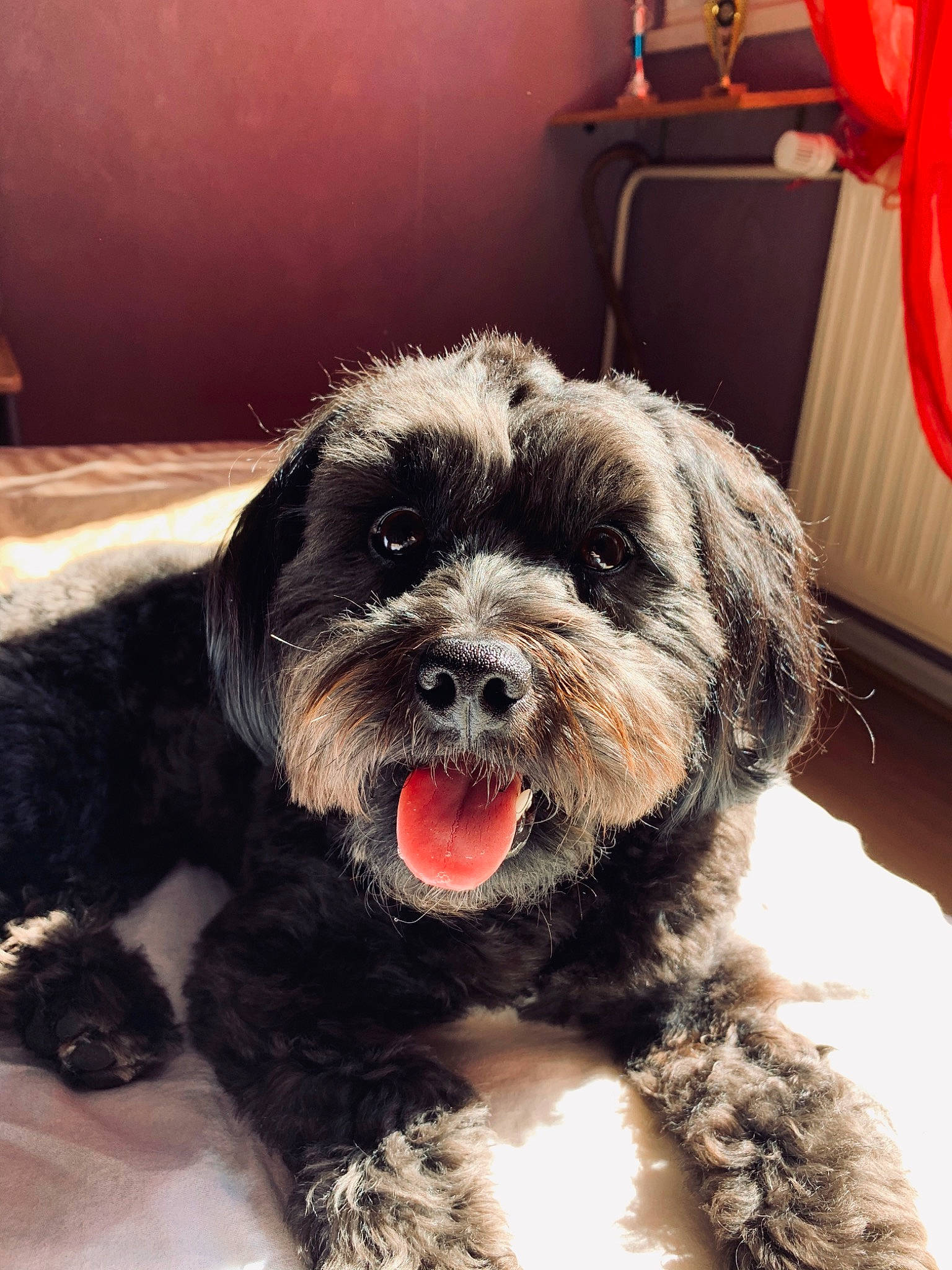 Layko a rejoint le concours — aidez-le/la à gagner de superbes lots ! bolonka, canidae, carnivore, cockapoo, dog, dog_breed, fur, havanese, kyi_leo, lhasa_apso, mammal, miniature_schnauzer, puppy, schnoodle, shih_poo, shih_tzu, snout, sporting_group, tibetan_terrier, vertebrate