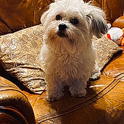 Luna a rejoint le concours — aidez-le/la à gagner de superbes lots ! dog, white_dog, fluffy, pet, leather_couch, brown_couch, pillow, sequins, indoor, furniture, cute, small_dog, animal, companion, domestic, fur, sitting, looking, curious, cozy