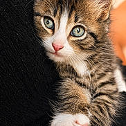 Kiwi participe au concours pour gagner de l'argent avec cette photo : adorable, animal, blue_eyes, cat, claw, closeup, curious, cute, feline, fur, indoor, kitten, pet, portrait, resting, soft_light, tabby, whiskers, white_paws, young