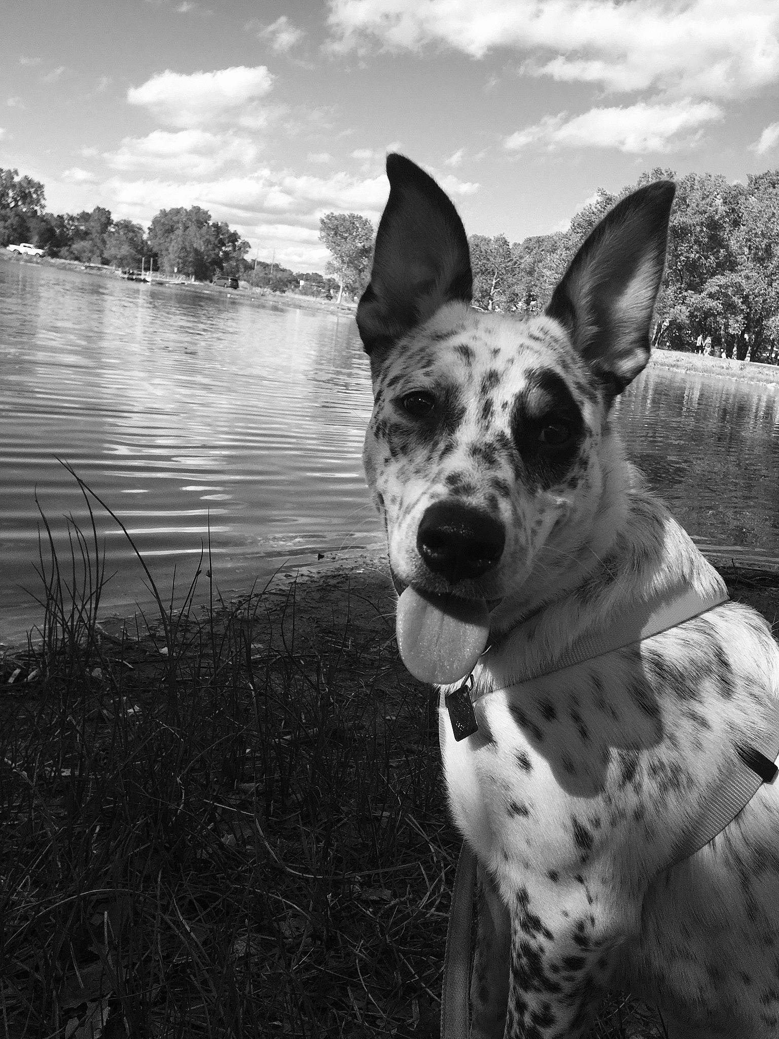 Harley joined the competition — help win amazing prizes! black_and_white, carnivore, cloud, companion_dog, dog, dog_breed, fawn, grass, happy, lake, monochrome, monochrome_photography, plant, sky, snout, sporting_group, style, water, whiskers, white