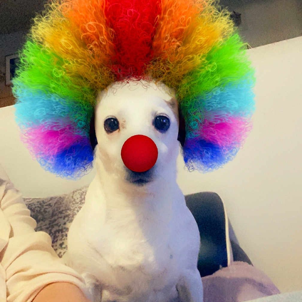 Hermione participe au concours pour gagner de l'argent avec cette photo : animal, baby, beak, bird, canine, clothing, clown, costume, dog, face, hair, head, nature, outdoors, performer, person, pet, photography, portrait, snow