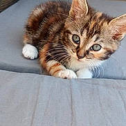 Kiara a rejoint le concours — aidez-le/la à gagner de superbes lots ! aegean_cat, american_bobtail, american_shorthair, american_wirehair, asian, carnivore, cat, domestic_short_haired_cat, dragon_li, european_shorthair, felidae, kitten, kurilian_bobtail, mammal, polydactyl_cat, small_to_medium_sized_cats, tabby_cat, toyger, vertebrate, whiskers