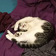 Chipie a rejoint le concours — aidez-le/la à gagner de superbes lots ! american_shorthair, carnivore, cat, comfort, domestic_short_haired_cat, ear, european_shorthair, felidae, fur, furniture, kitten, linens, nap, sleep, small_to_medium_sized_cats, whiskers