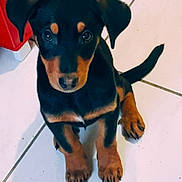 Baloo participe au concours pour gagner de l'argent avec cette photo : puppy, dog, black_and_brown, tiled_floor, red_cabinet, pet, cute, young_dog, indoor, animal, sitting, looking_up, small, ears, tail, floor_tiles, domestic_animal, adorable, companion, curious