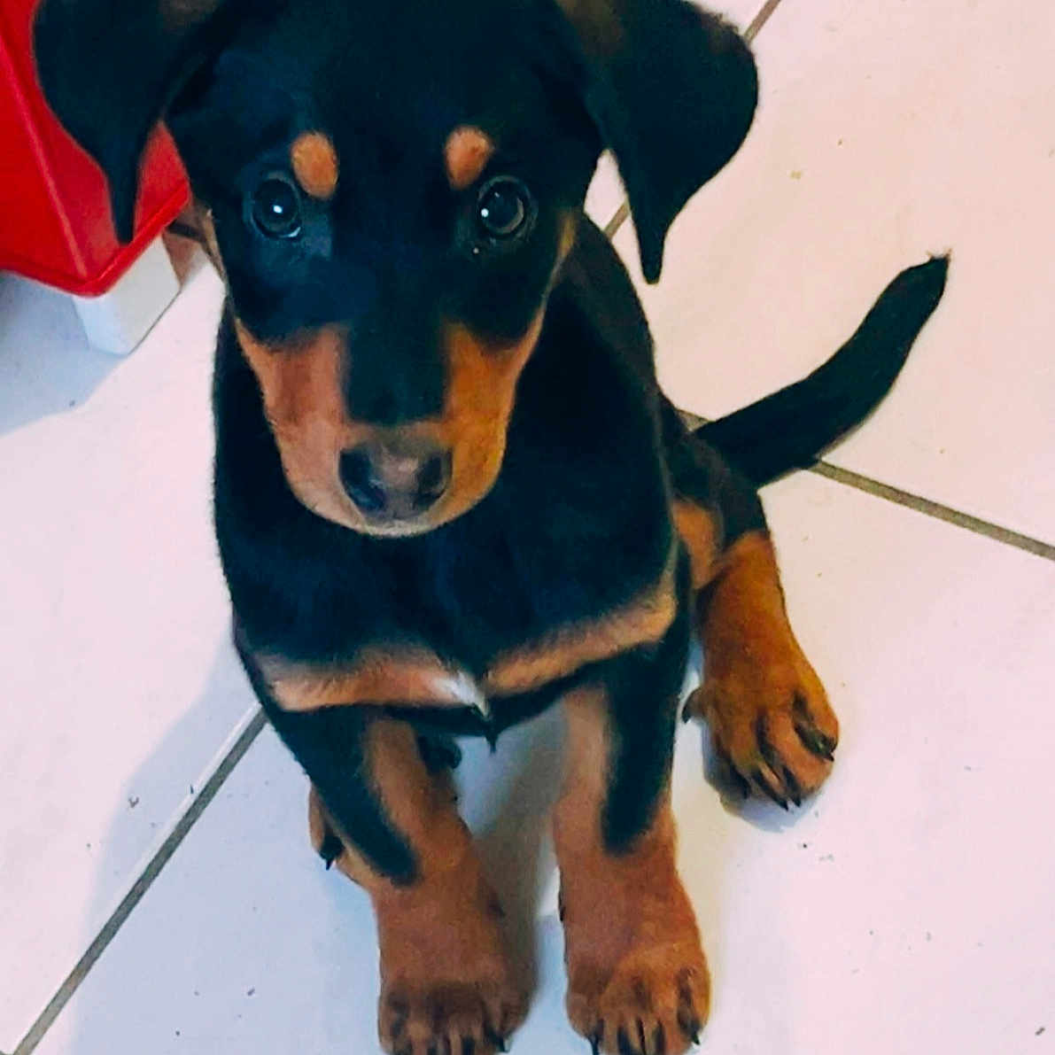 Baloo participe au concours pour gagner de l'argent avec cette photo : adorable, animal, black_and_brown, companion, curious, cute, dog, domestic_animal, ears, floor_tiles, indoor, looking_up, pet, puppy, red_cabinet, sitting, small, tail, tiled_floor, young_dog