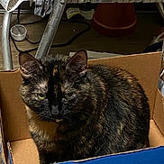 Lily is registered to the contest to win money with this photo: cat, tortoiseshell, cardboard_box, indoor, pet, feline, animal, fur, ears, green_eyes, box, sitting, floor, household, fabric, chair, plastic, cord, wooden_floor, cozy